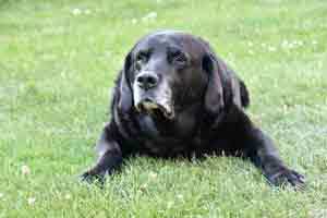 gruenlippmuschel fuer hunde