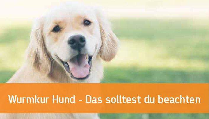 Read more about the article Wurmkur Hund – Das solltest du beachten