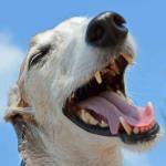 Mundgeruch bei Hunden – Die besten Tipps