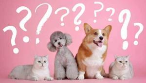 Royal Canin Mars Artikel