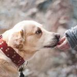 Hund frisst nicht – 9 Tipps die oft helfen