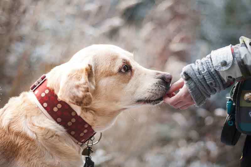 You are currently viewing Hund frisst nicht – 9 Tipps die oft helfen