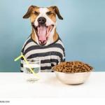Hundefutter-Deklaration – Das musst du wissen