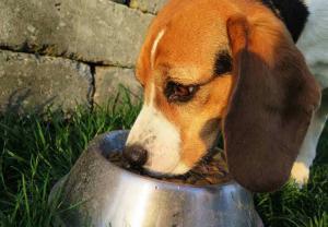 Geschmackssinn Hund