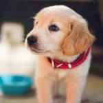 Die wichtigsten Grundlagen zur Hundeernährung