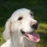 Nährstoffe für Hunde – Das benötigt dein Vierbeiner