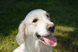 Nährstoffe für Hunde