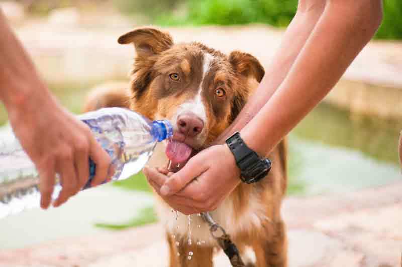 You are currently viewing Wasserbedarf Hund – So hoch ist der tägliche Wasserbedarf eines Hundes