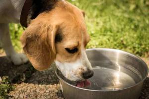 Futtermenge Hund