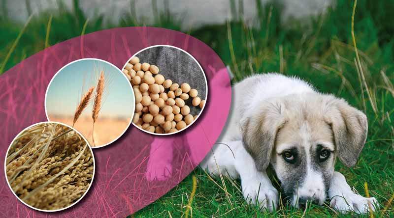 You are currently viewing Futtermittelallergie durch Hundefutter – Wie kommt es dazu und was musst du beachten?