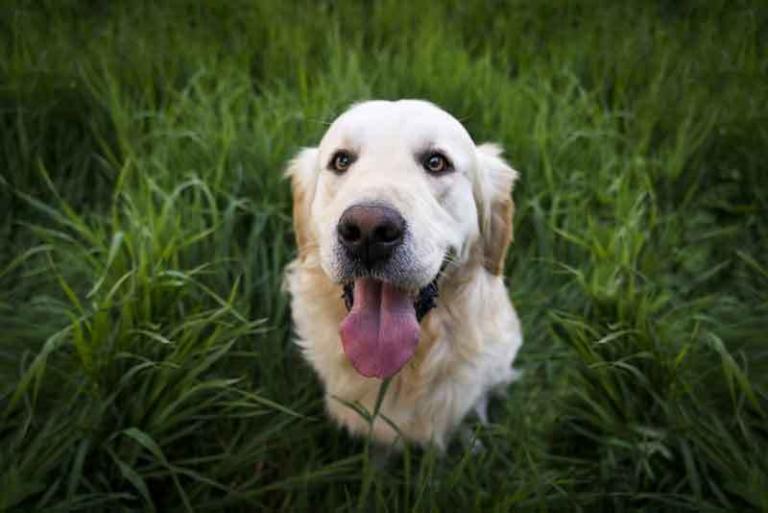Mehr über den Artikel erfahren Futterumstellung Hund – Das solltest du unbedingt beachten