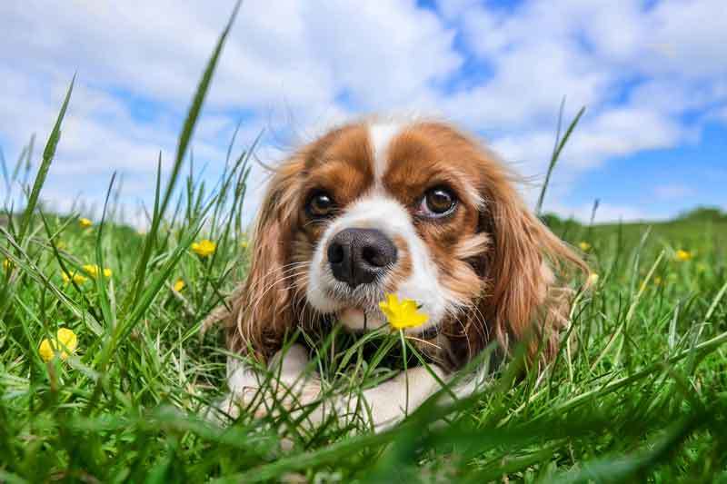 Read more about the article Mein Hund frisst Gras! Ist das normal?