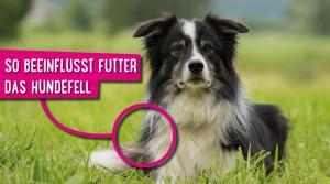 Hundefutter Fell