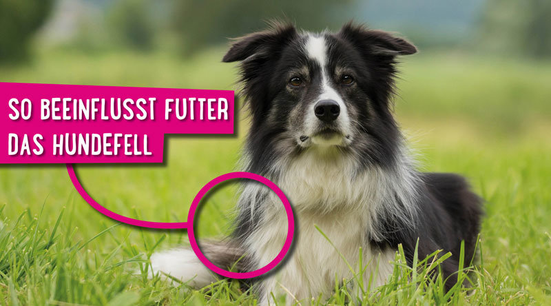 Read more about the article So beeinflusst Futter das Hundefell
