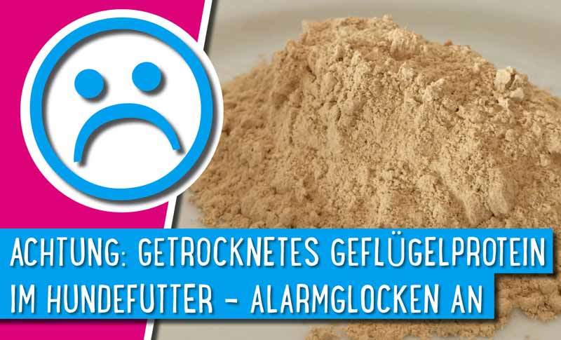 Read more about the article Achtung: Getrocknetes Geflügelprotein im Hundefutter – Alarmglocken an ☝