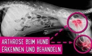 Arthrose Hund