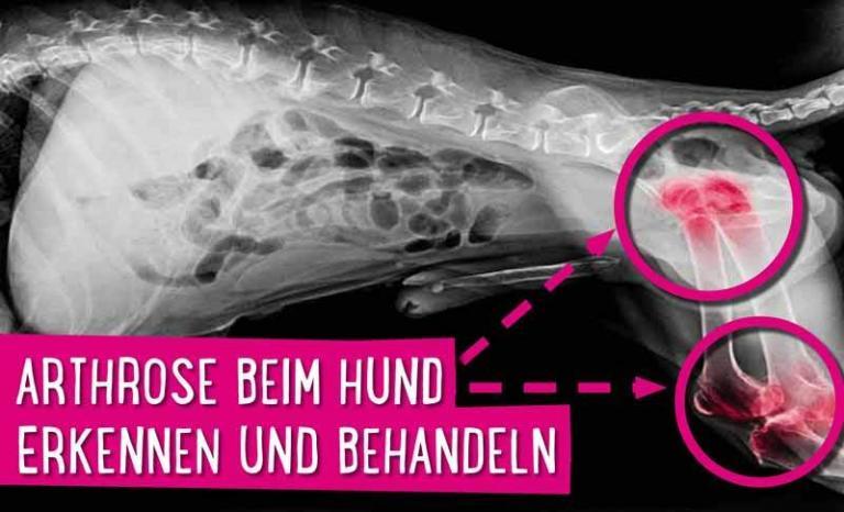Mehr über den Artikel erfahren Arthrose beim Hund erkennen und behandeln
