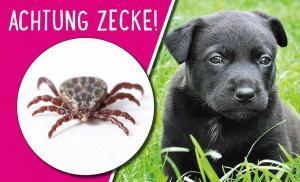 Zecken beim Hund
