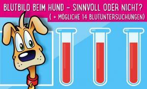 Blutbild beim Hund