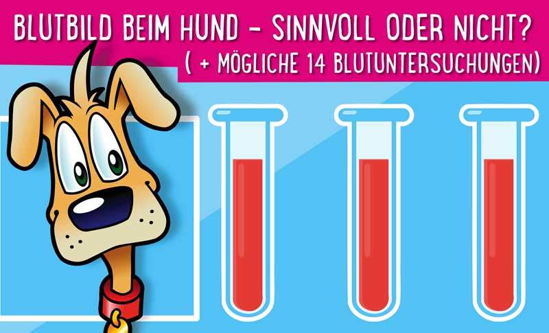 Read more about the article Blutbild beim Hund – Sinnvoll oder nicht? ( + mögliche 14 Blutuntersuchungen)