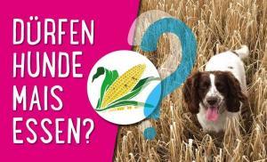 Dürfen Hunde Mais essen