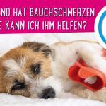 Mein Hund hat Bauchschmerzen – wie kann ich ihm helfen?