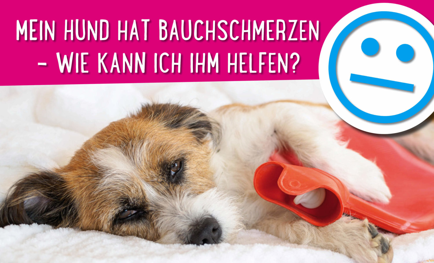 Read more about the article Mein Hund hat Bauchschmerzen – wie kann ich ihm helfen?