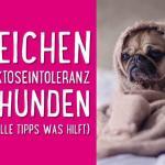 5 Anzeichen für Laktoseintoleranz bei Hunden (+ wertvolle Tipps was hilft) 👍