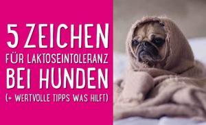 Laktoseintoleranz bei Hunden