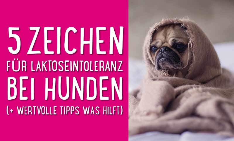 Read more about the article 5 Anzeichen für Laktoseintoleranz bei Hunden (+ wertvolle Tipps was hilft) 👍