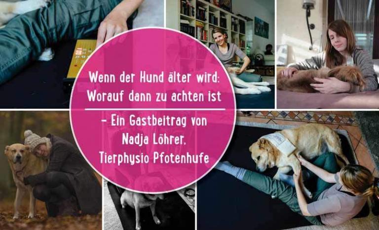 Mehr über den Artikel erfahren Wenn der Hund älter wird –  worauf dann zu achten ist:  Eine große Liebeserklärung an graue Schnauzen (Gastbeitrag von Nadja Löhrer, Tierphysio Pfotenhufe)