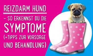 Reizdarm Hund