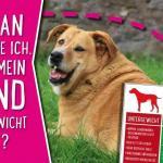Woran erkenne ich, dass mein Hund Übergewicht hat?