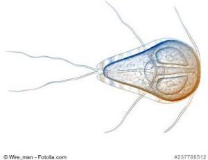 Giardia Hund
