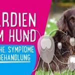 Giardien beim Hund – Ursache, Symptome und Behandlung 🐶