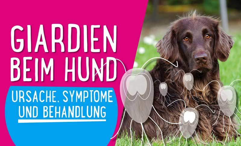 Read more about the article Giardien beim Hund – Ursache, Symptome und Behandlung 🐶