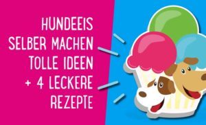 Hundeeis selber machen