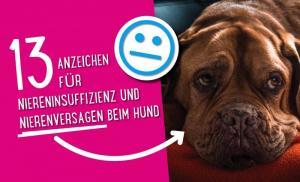 Nierenversagen beim Hund