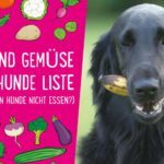 Obst und Gemüse für Hunde Liste – Lecker und gesund (+ Was dürfen Hunde nicht essen?)