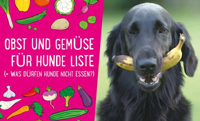 You are currently viewing Obst und Gemüse für Hunde Liste – Lecker und gesund (+ Was dürfen Hunde nicht essen?)