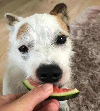 Wassermelone Hund