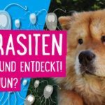 Parasiten beim Hund entdeckt! Was nun?