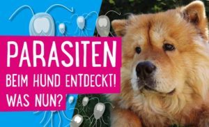 Parasiten beim Hund