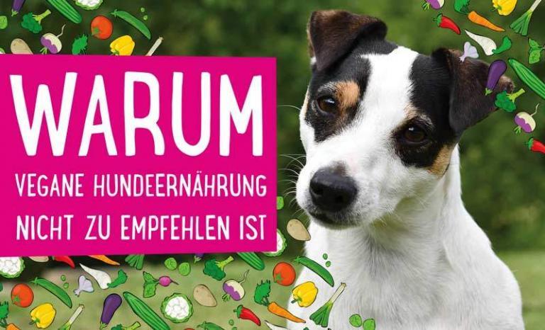 Mehr über den Artikel erfahren Warum vegane Hundeernährung nicht zu empfehlen ist