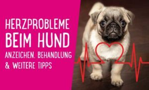 Herzprobleme beim Hund