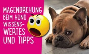 Magendrehung beim Hund