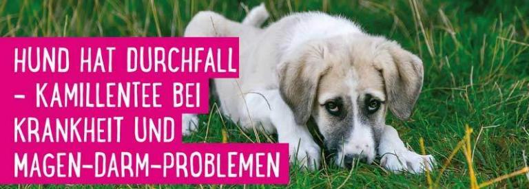 Kamillentee für Hunde ein verlässliches Hausmittel für viele Fälle