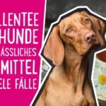 Kamillentee für Hunde – ein verlässliches Hausmittel für viele Fälle