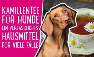 Kamillentee Hund