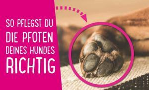 Pfotenpflege beim Hund